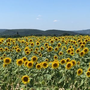Meet your Posher, Emilia
